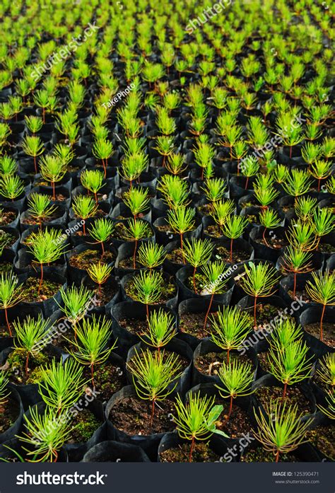 Young Pine Tree Seedling Stock Photo 125390471 Shutterstock