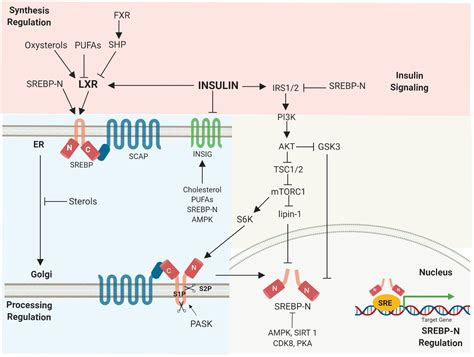 Frontiers Recent Insights Into Srebp As A Direct Mediator Of Kidney