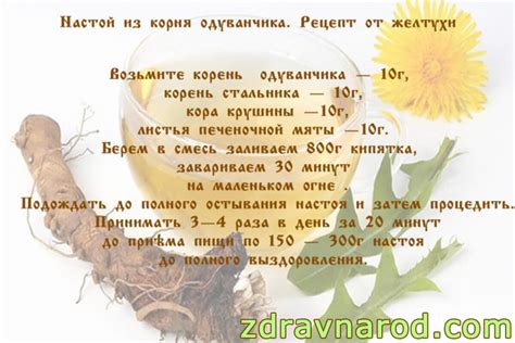 Настой из корня одуванчика. Рецепт от желтухи