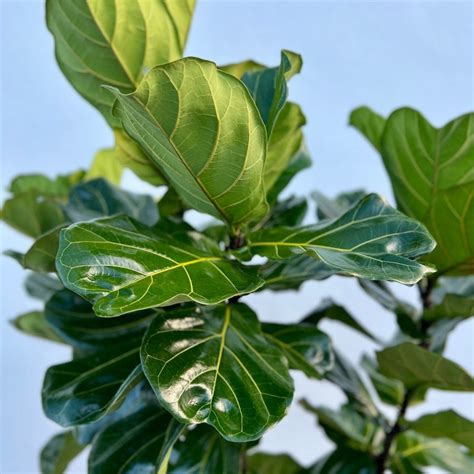 Fiddle Leaf Fig for Sale | PlantologyUSA.com – Plantology USA