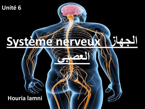 Systeme nerveux الجهاز العصبي