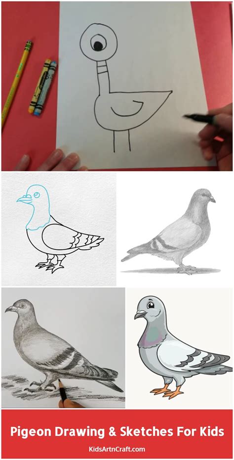 pigeon drawing sketches  kids kids art craft