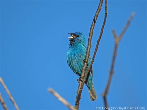 Indigo Morning: Lupines and Buntings! | 365 Days of Birds