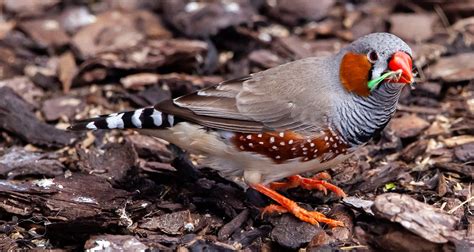 Australian Zebra Finch Red Beak Free Photo On Pixabay Pixabay