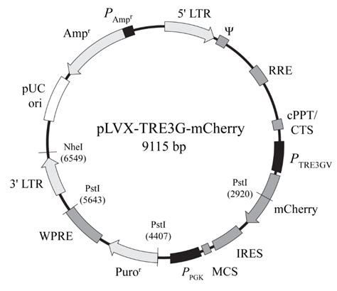 Plvx Tre3g Mcherry载体质粒图谱 优宝生物