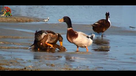 Amazing Ducks Mating I Duck Sex With Duck Youtube