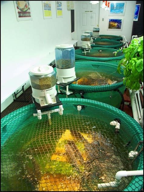 Freshwater Shrimp And Prawn Aquaponics Howtoaquaponic Artofit