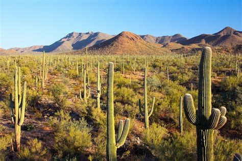 Heres Where To Camp In Saguaro National Park