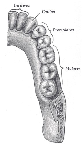 El Cráneo Y Su Anatomía Para Odontologos Ciencias Y Tecnología Los Caninos