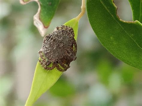 This spider looks like a small crab : r/mildlyinteresting