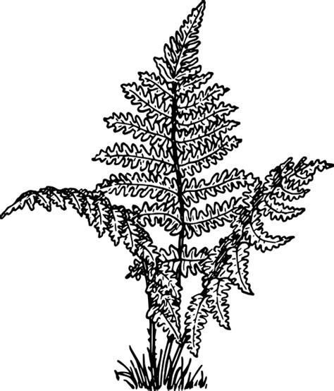Free Fern Clip Art Black And White Download Free Fern Clip Art Black