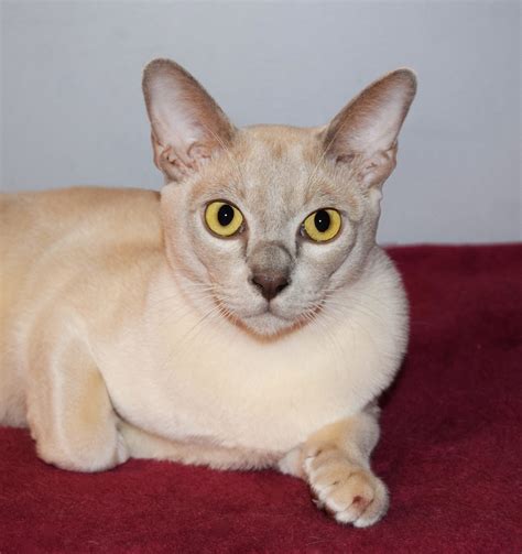 Our Cats - Malaika Burmese