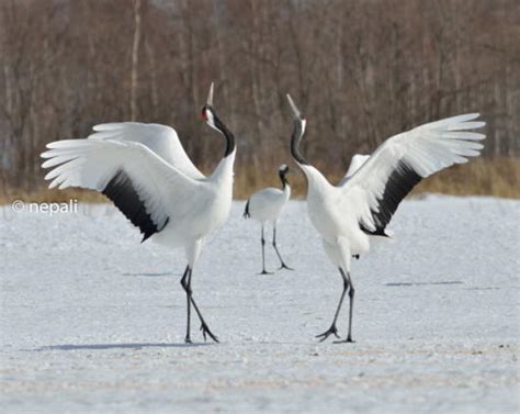 Fascinated By Cranes