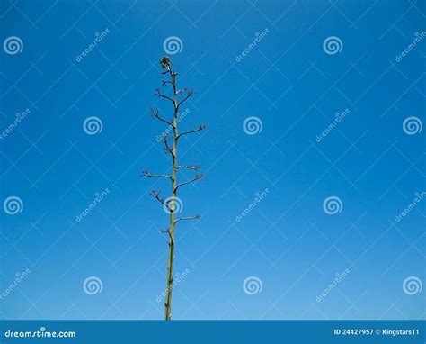 Naked Green Tree Stock Image Image Of Farm Country