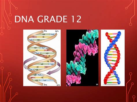 Dna Slides Grade 12 Life Sciences