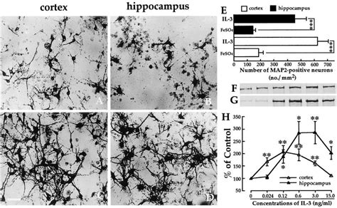 A D Photomicrographs Of Map2 Positive Neurons In Cultures Exposed To