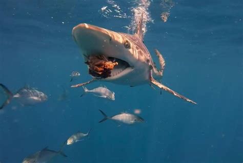 Watch Diver Swims Among Friendly Blacktip Sharks