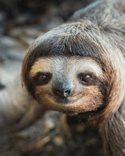 pygmy  toed sloth