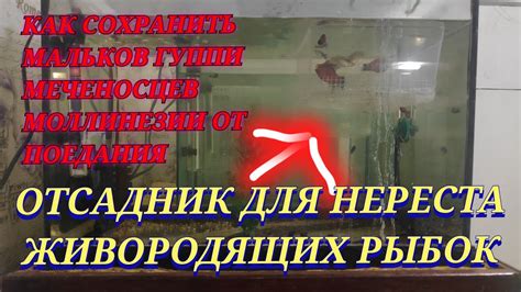 Отсадник Нерестовик для Гуппи и живородки своими руками отсадник для ...