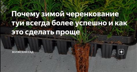 Почему зимой черенкование туи всегда более успешно и как это сделать ...