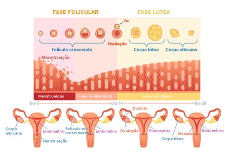 Ciclo Menstrual O Que é Fases E Menopausa Mundo Educação