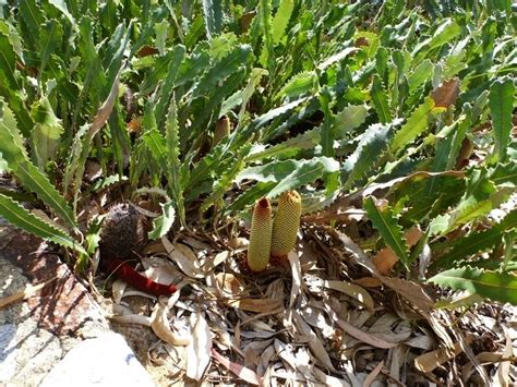 Banksia Petiolaris Alchetron The Free Social Encyclopedia