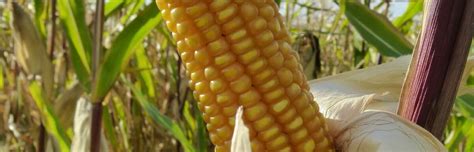 Dent Corn Puts a Dent in Our Health • Insteading