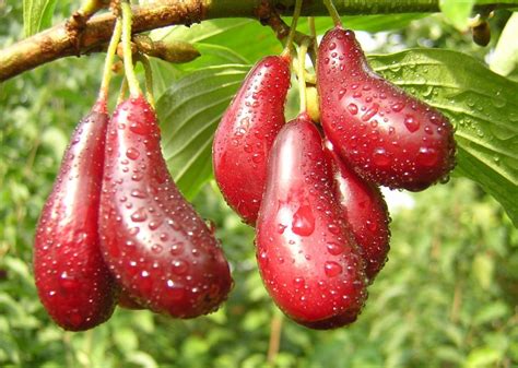 Кизил: полезные свойства и вред для организма, особенности применения и ...