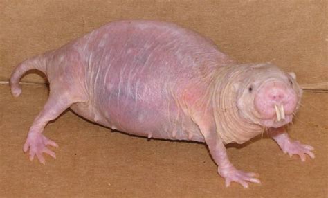Naked Mole Rat Naked Mole Rats Have Evolved To Feel Pain Differently