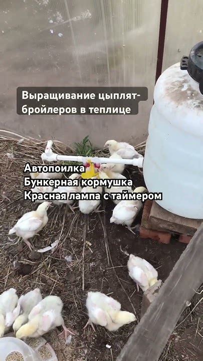 Содержание цыплят-бройлеров в теплице: автопоилка, бункерная кормушка и ...