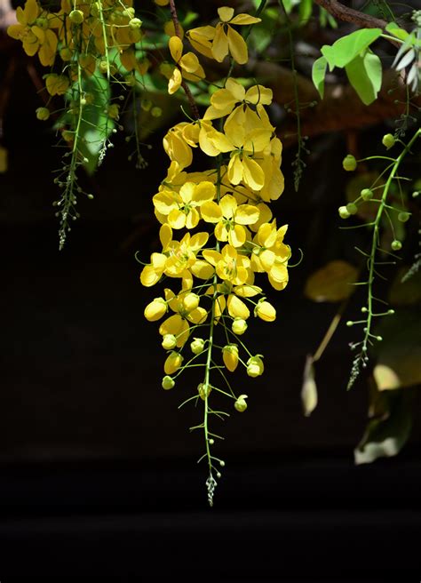 Bahawa Flowers बहावा Cassia Fistula Indian Laburnum Caesal… Flickr