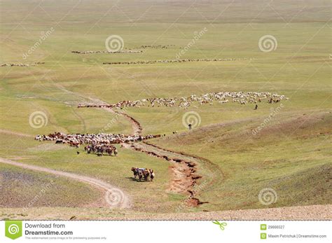 Os Rebanhos Dos Carneiros Migram Em Mongolia Imagem De Stock Imagem