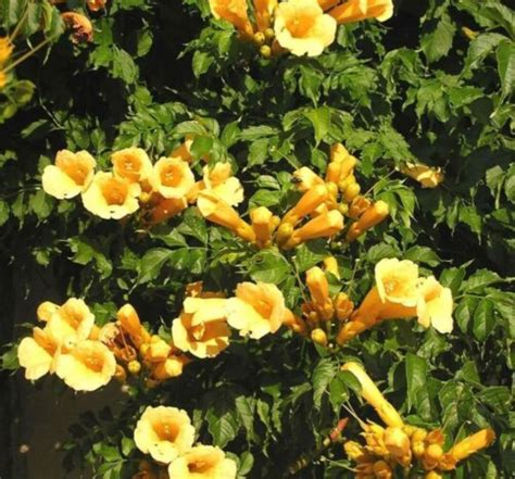 Vine Campsis Radicans ‘flava Trumpet Creeper Yellow Flowers Etsy