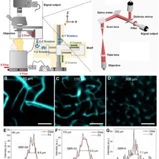 Nir Ii Fluorescence Confocal Microscopic In Vivo Imaging Of Cerebral