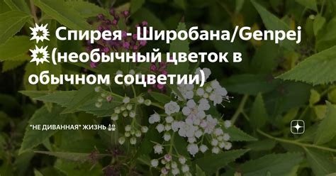 💥 Спирея - Широбана/Genpej 💥(необычный цветок в обычном соцветии) | "НЕ ...