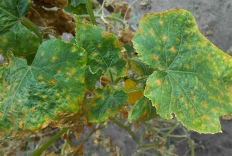 Пероноспороз: лечение, чем обработать, меры борьбы в теплице и в ...