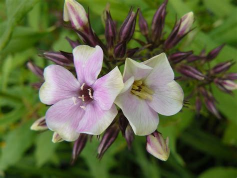 Phlox 'Sherbet Blend'* (paniculata) - Staudengärtnerei Forssman