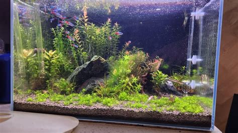 Montecarlo not growing : r/Aquascape