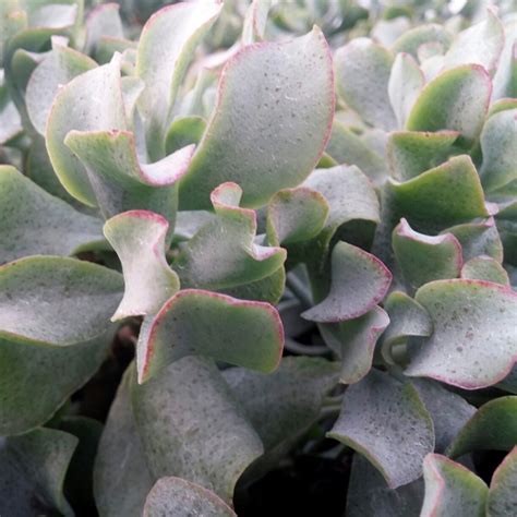 Crassula Curly Grey Crassula Arborescens Mygardenlife