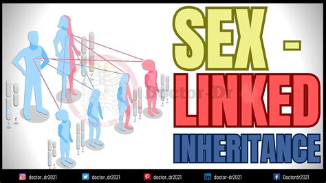 Sex Linked Inheritance Characteristics Disorders And Examples Explained
