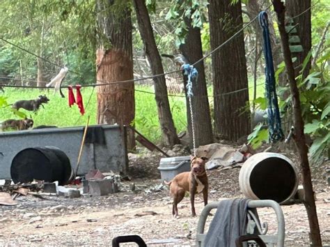 Clausuran Criadero Clandestino De Perros En La Carretera Nacional