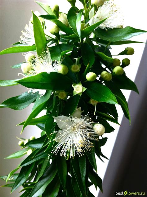 Лума (77 фото) - фото - картинки и рисунки: скачать бесплатно