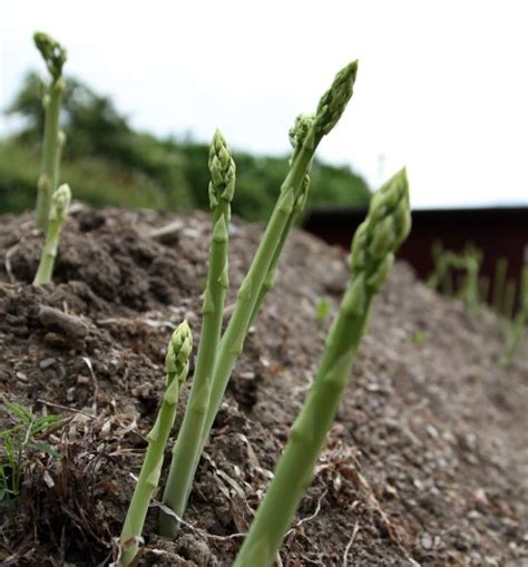 Asparagus Organic Edible Garden