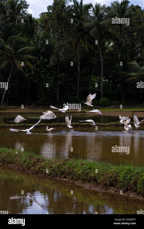 Asian Open Bill Stork Flying At Paddy Field Stock Photo Alamy