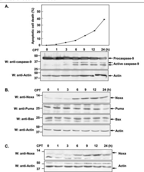 Pdf Noxa Mcl Balance Regulates Susceptibility Of Cells To