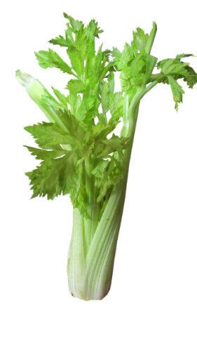 Amazing Health Benefits Of Celery - Cancer Wisdom