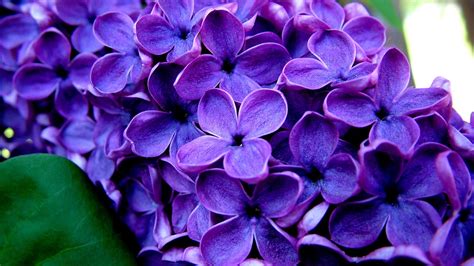 purple flowers   purple flowers png images