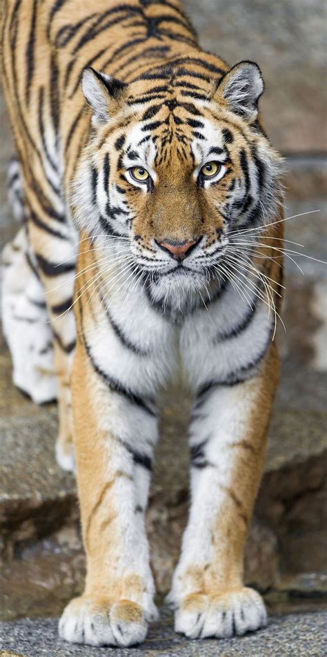 Standing female Siberian tiger | Siberian tiger, Beautiful cats ...