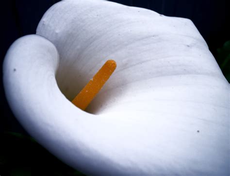 japanese death flower 3