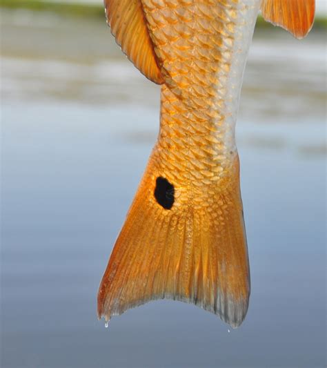 redfish tail photography